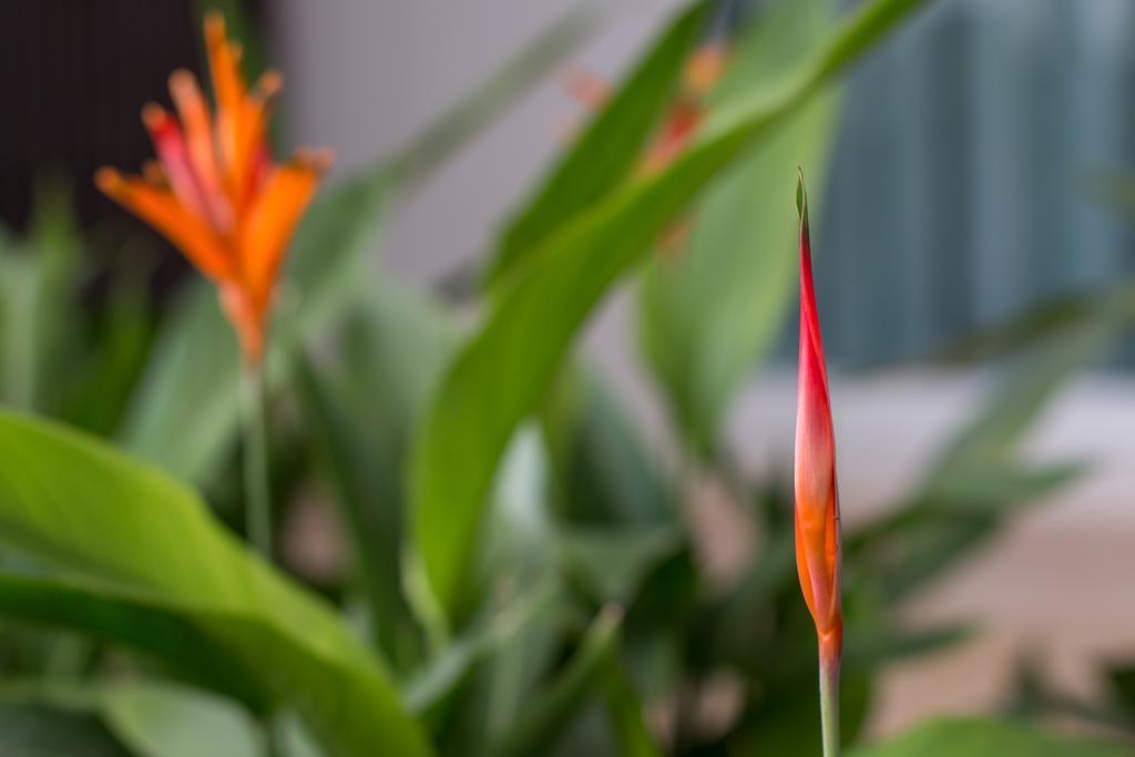 David Boutique & Spa Siem Reap Eksteriør billede
